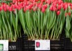 Tulipa Coalition ® (1)